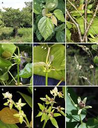 Image result for Paranecepsia alchorneifolia