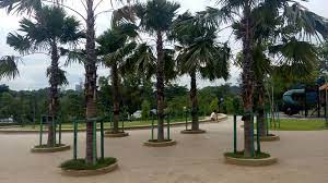 Hutan bandar di johor bukanlah hutan sebagaimana yang kita tahu mengenai hutan di negara kita malaysia. Blog Cik Ct Jogging Taman Rekreasi Hutan Bandar Usj 3