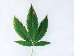 How to easily and effectively weed your lawn. Yellowing Leaves Cannabis Business Times