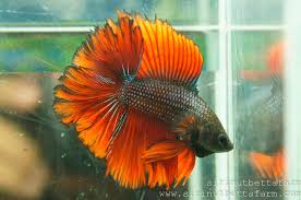 Fwbettashm1418356054 Full Moon Rose Tail D311 Betta Fish Betta Beautiful Fish