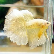 Live Betta Fish Male Fancy Marbled Yellow Butterfly Halfmoon Hm Betta Fish Betta Betta Fish Care