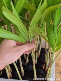 Image result for Wodyetia bifurcata