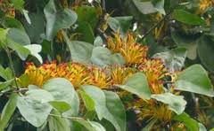 Image result for Phragmanthera capitata