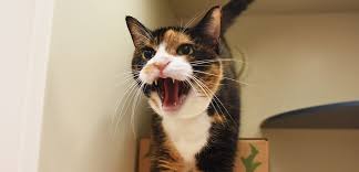 They may not be able to say. Aggression In Cats Aspca