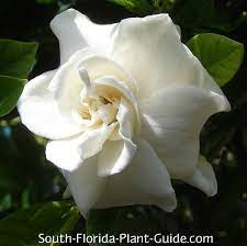 Because of this, gardenias can be used as specimen plantings, hedges, or even as groundcovers. Gardenia Bush