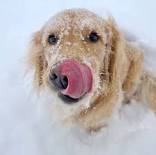 Grand Prairie Veterinary Services