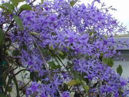 Image result for Petrea volubilis