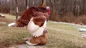 Male Turkey Preparing To Mate Youtube Turkey Preparation Carbon County
