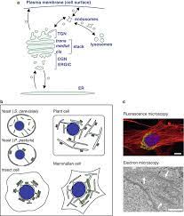 Which of the following is not a common destination of vesicles secreted from the golgi apparatus? Golgi Apparatus Springerlink