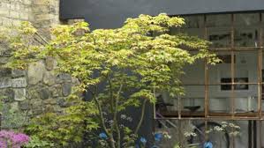 'slender' makes an excellent small, narrow evergreen tree for screening, hedges and background plantings. Five Good Value Fuss Free Trees For Small Gardens
