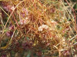 Image result for Cuscuta approximata