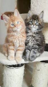 They are home raised, vet checked, up to date on. Maine Coon Kittens For Sale New York Mainecoon Org