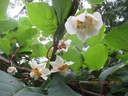 Free flower delivery by top ranked local florist in savannah, ga! How To Idenify Male Female Kiwi Flowers Youtube