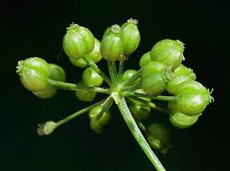 Image result for Conium