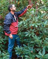 3 Ways To Prune Rhododendrons Finegardening Pruning Rhododendrons Rhododendron Pruning Plants