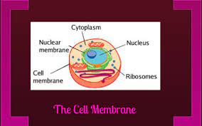 Check spelling or type a new query. Cell Analogies Collage By Victoria Butte