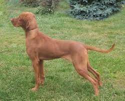 Browse classifieds from vizsla dog breeders. Guillermo Purebred Healthy Hungarian Vizsla Puppy For Sale Newdoggy Com