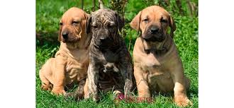 Check spelling or type a new query. Cachorro Fila Brasileiro Encontros Pet