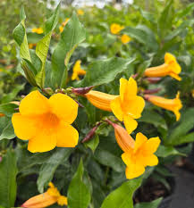 Image result for Allamanda schottii
