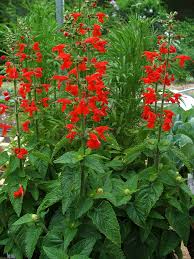 Image result for Salvia coccinea