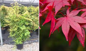 This makes the beauty of the japanese maple available to a wider variety of landscaping projects. Acer Palmatum Osakazuki Japanese Maple Osakazuki Shrub Garden Plants Online