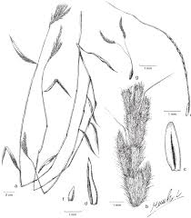 Image result for Microstegium fasciculatum