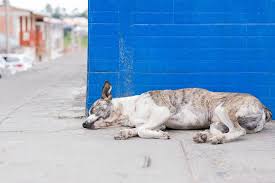 Has Your Dog Just Ingested Rat Poison Here S What To Do Diarrhea In Dogs Dog Allergies Dogs