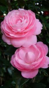 Camellia Japonica Sarah Frost Pink Camellias Buy Online Uk Beautiful Rose Flowers Beautiful Pink Flowers Camellia Flower
