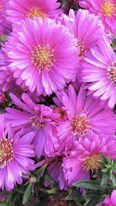 Aster Flower Aster Flower Fresh Flowers In Bulk Wholesale Flowers