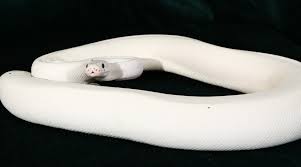 Baby pastel candino ball pythons. Follow The Pied Ball Python Animal Scene Magazine