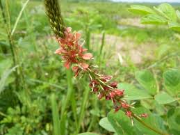 Image result for Indigofera heterotricha