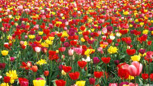 See more ideas about flowers, flower garden, planting flowers. Free Download Flowers Garden Wallpapers Hd Wallpapers 1920x1080 For Your Desktop Mobile Tablet Explore 77 Flower Gardens Wallpapers Garden Wallpaper Widescreen Flower Garden Wallpapers Spring Flower Gardens Wallpaper