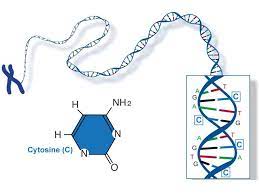 Code for proteins 4.proteins.— dna contains the instructions for making proteins within the cell. Fact Sheet Dna Rna Protein Microbenet The Microbiology Of The Built Environment Network