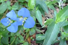Image result for Commelina benghalensis