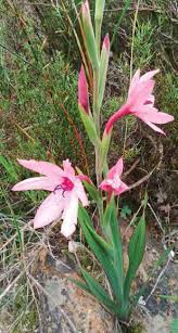 Image result for Aptosimum lugardiae