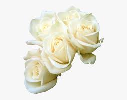 We did not find results for: Rose Flower Bouquet White Clip Art White Roses Vector Png Transparent Png Transparent Png Image Pngitem