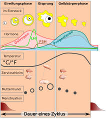 Zu abweichungen bei der dauer des menstruationszyklus kommt es vorwiegend in der phase unmittelbar vor dem eisprung (der „follikulären phase). Wann Sind Die Fruchtbarsten Tage