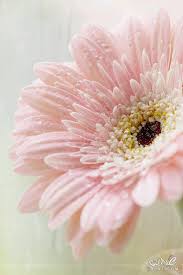 زهور وورود رقيقة وناعمة وبجودة عالية صور 3dlat Net 29 17 B7f8 Pink Flowers Pretty Flowers Flowers
