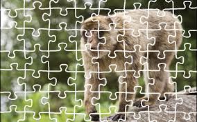 All the puzzle pictures are selected from professional photographers around the world. Tiger Jigsaw Puzzle King For Android Apk Download