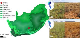 Image result for Tragus koelerioides