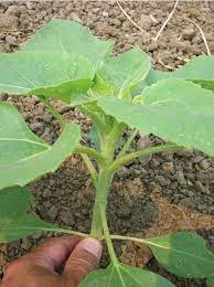 Sunflowers are native to north america and are one of the easiest flowers to grow. To Pinch Or Not To Pinch Sunflowerselections Com