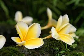 Free Image On Pixabay Plumeria Frangipani Flowers Frangipani Plumeria Flowers