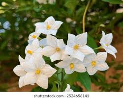 Image result for Solanum laxum