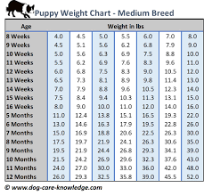 Golden Retriever Growth Online Charts Collection