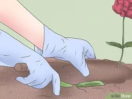 Growing your own poppies from seed is an easy way to add striking swathes of colour to your garden, and a great filler for any unused space. How To Grow Poppies With Pictures Wikihow