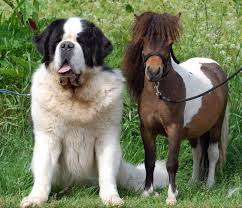 Juan added additional bloodlines including the welsh pony, shetland pony, and small thoroughbreds. A Falabella Mini Horse They Rarely Grow Taller Than 80cm Interestingasfuck