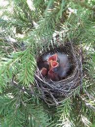 Birds With Their Nest Baby Birds In Their Nest In 2020 Baby Bird Birds Nest