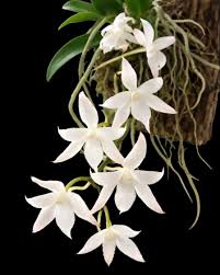 Image result for Aerangis