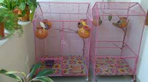 Advices about bird cage decoration: How To Make Decorate A Colourful Love Birds Cage Youtube