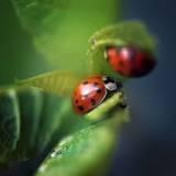 Resultado de imagen para esperanza de vida de una mariquita